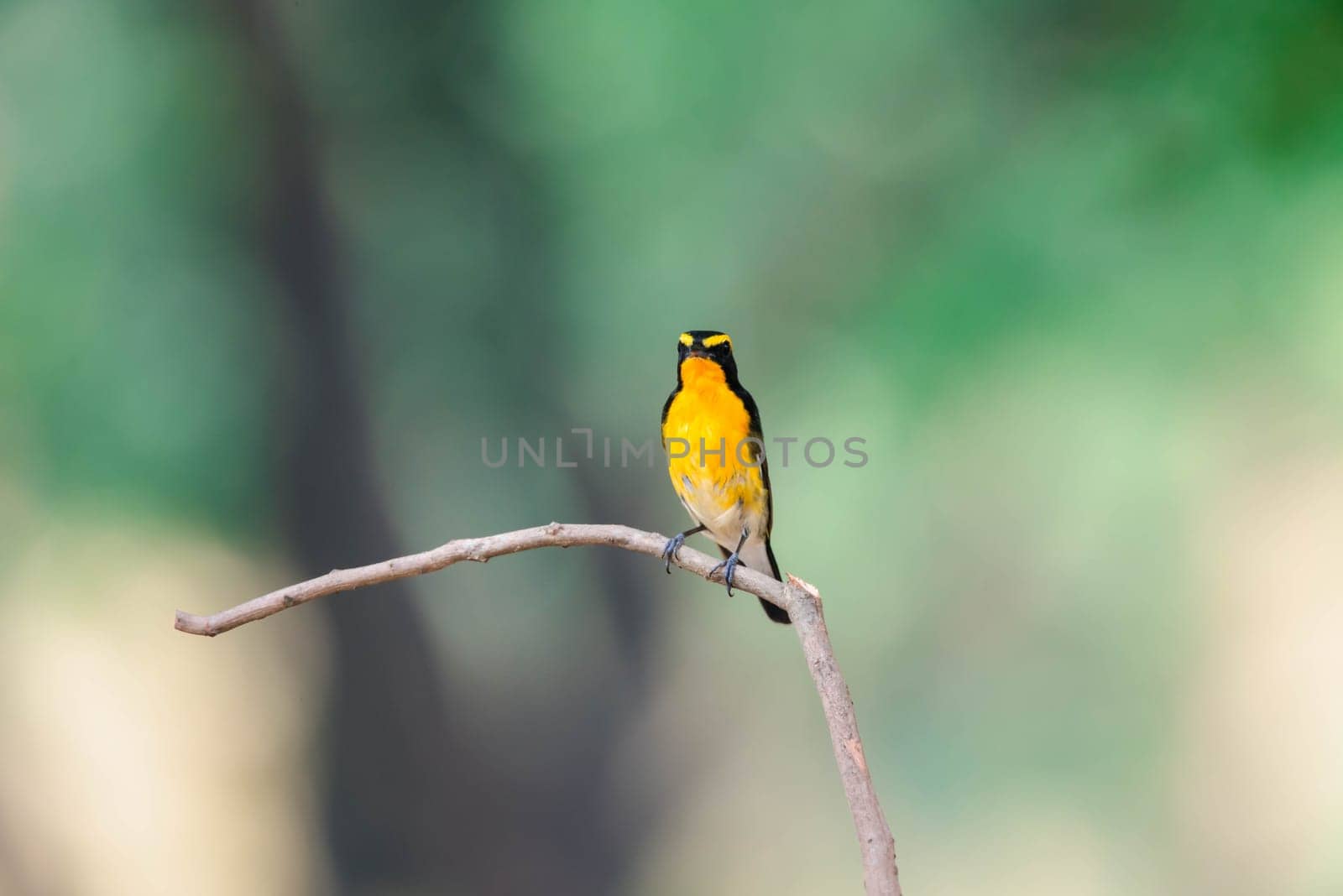 Bird (Narcissus Flycatcher) on tree in nature wild by PongMoji