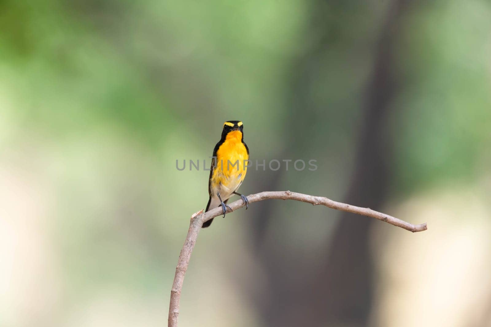 Bird (Narcissus Flycatcher, Ficedula narcissina) male black, orange, orange-yellow color perched on a tree in a nature wild and risk of extinction