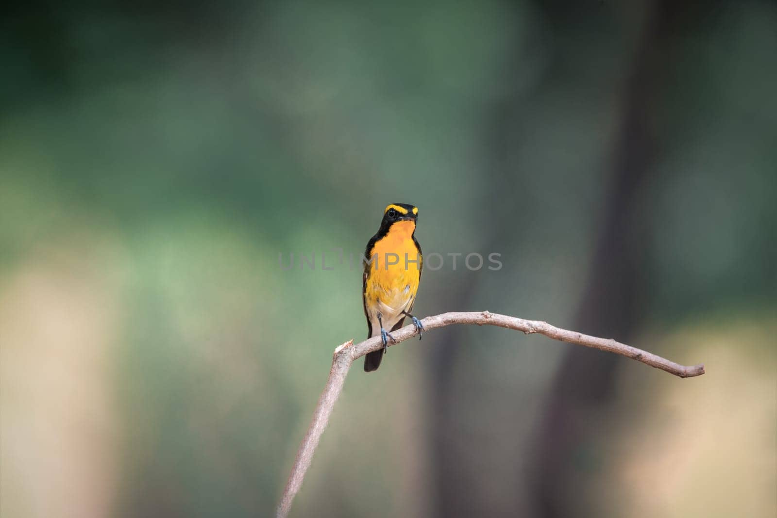 Bird (Narcissus Flycatcher, Ficedula narcissina) male black, orange, orange-yellow color perched on a tree in a nature wild and risk of extinction