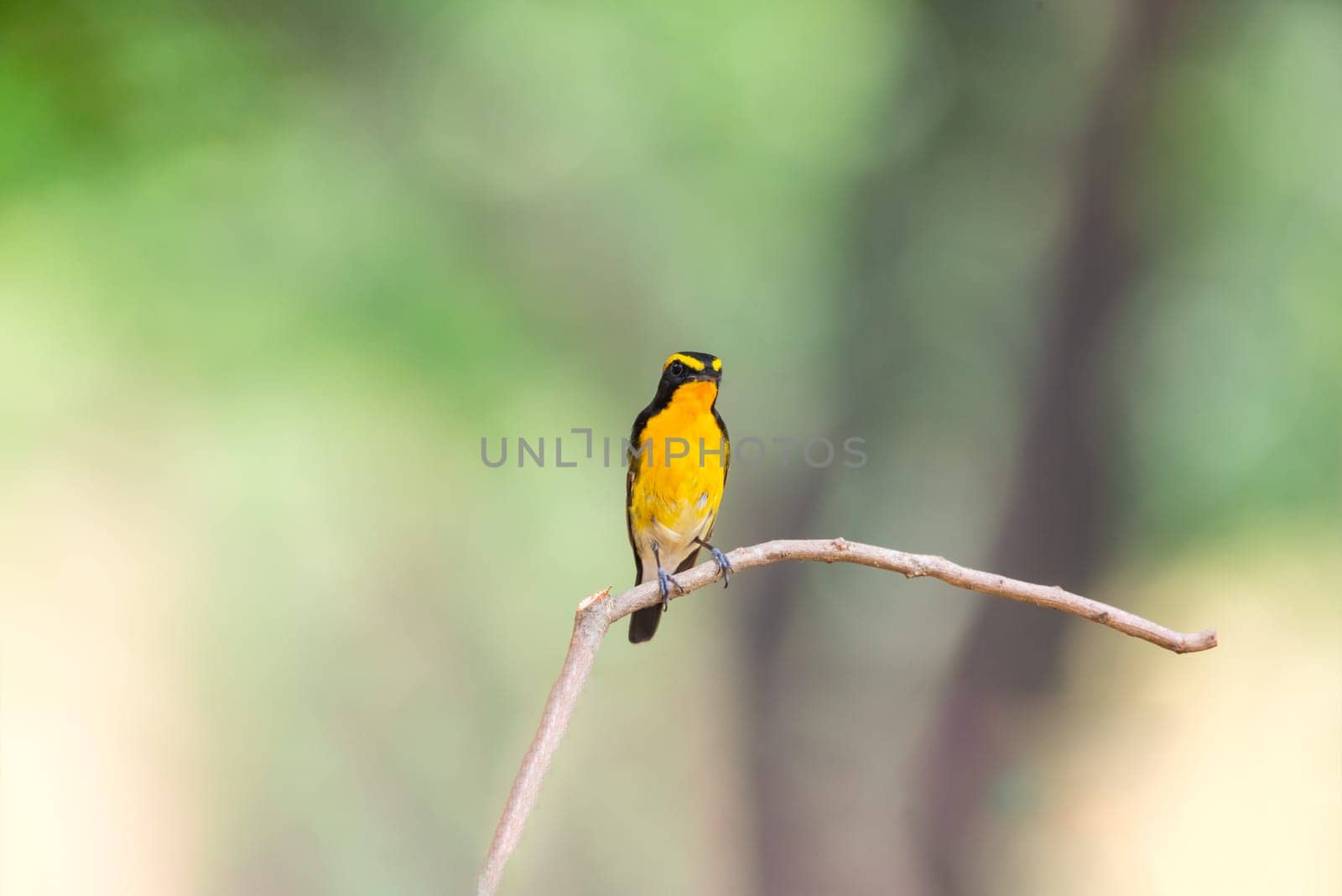 Bird (Narcissus Flycatcher, Ficedula narcissina) male black, orange, orange-yellow color perched on a tree in a nature wild and risk of extinction