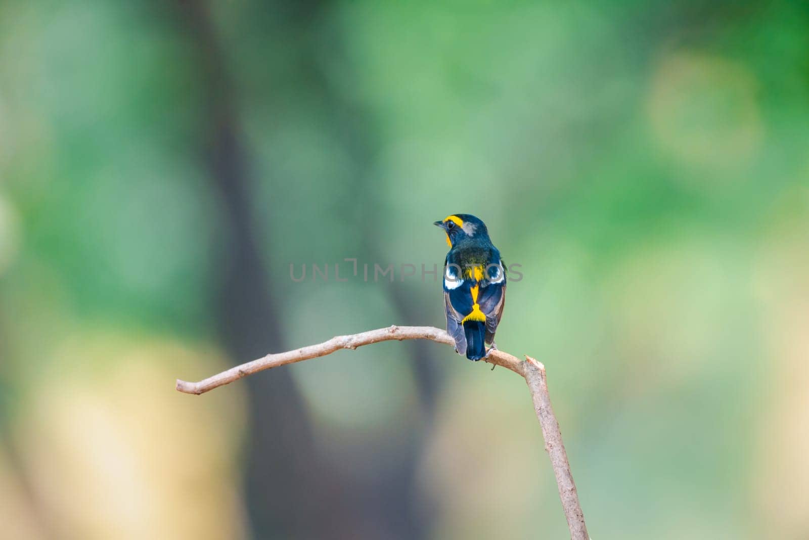 Bird (Narcissus Flycatcher, Ficedula narcissina) male black, orange, orange-yellow color perched on a tree in a nature wild and risk of extinction