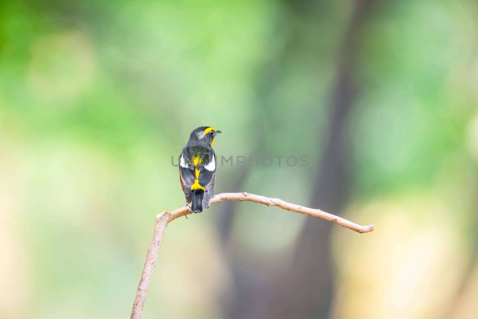 Bird (Narcissus Flycatcher, Ficedula narcissina) male black, orange, orange-yellow color perched on a tree in a nature wild and risk of extinction