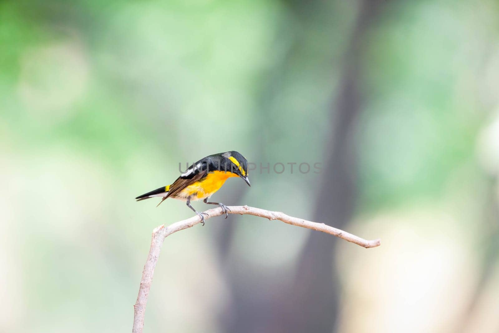 Bird (Narcissus Flycatcher, Ficedula narcissina) male black, orange, orange-yellow color perched on a tree in a nature wild and risk of extinction