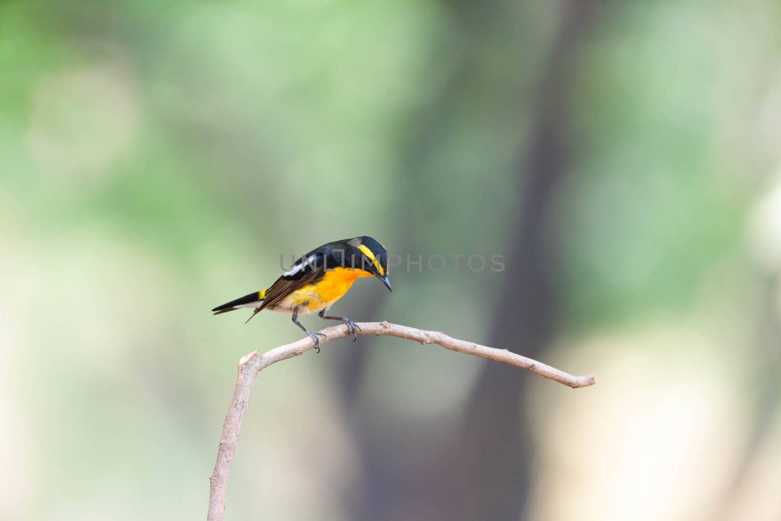 Bird (Narcissus Flycatcher) on tree in nature wild by PongMoji