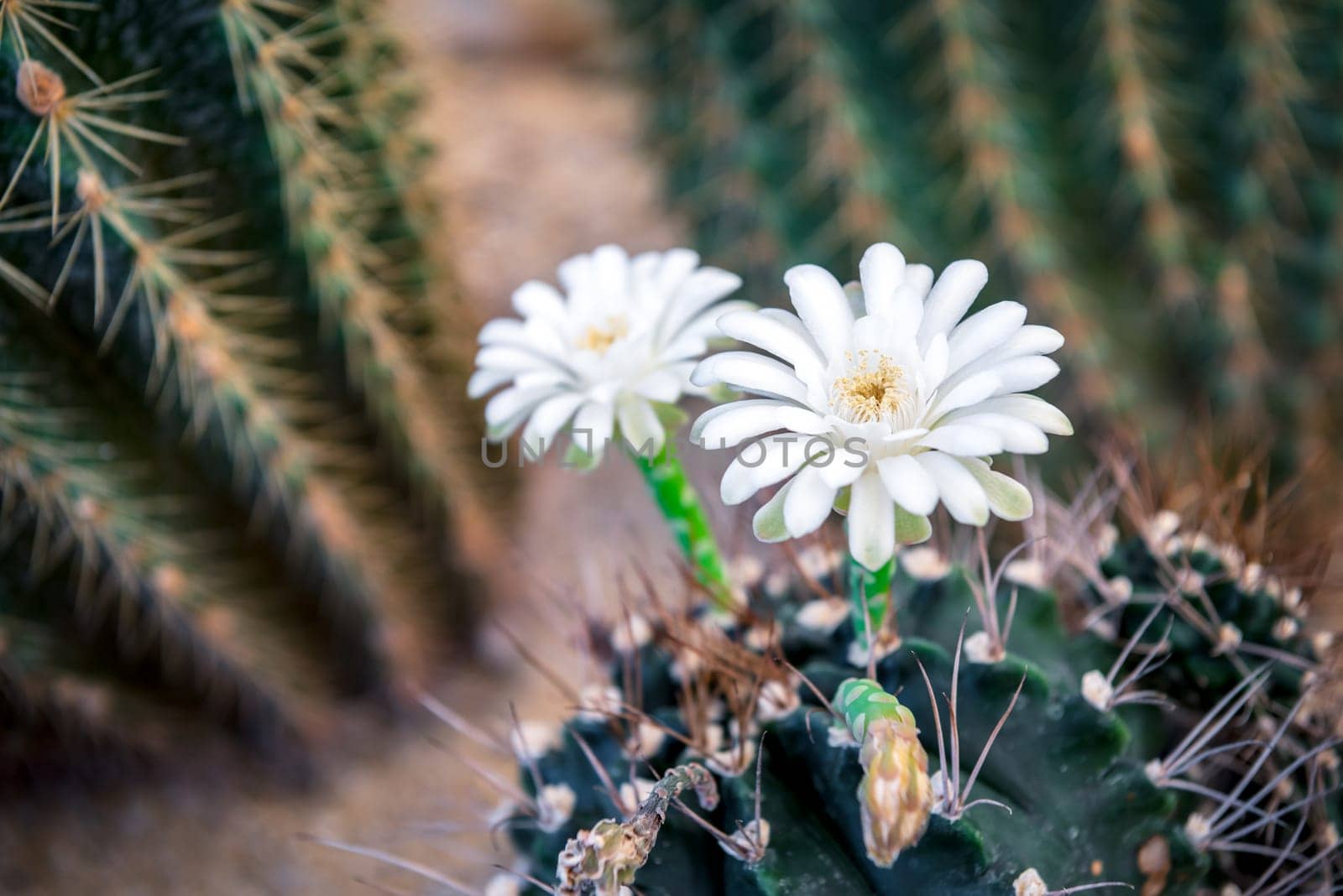 Cactus (Gymno ,Gymnocalycium) and Cactus flowers in cactus garden many size and colors popular use for decorative in house or flower shop