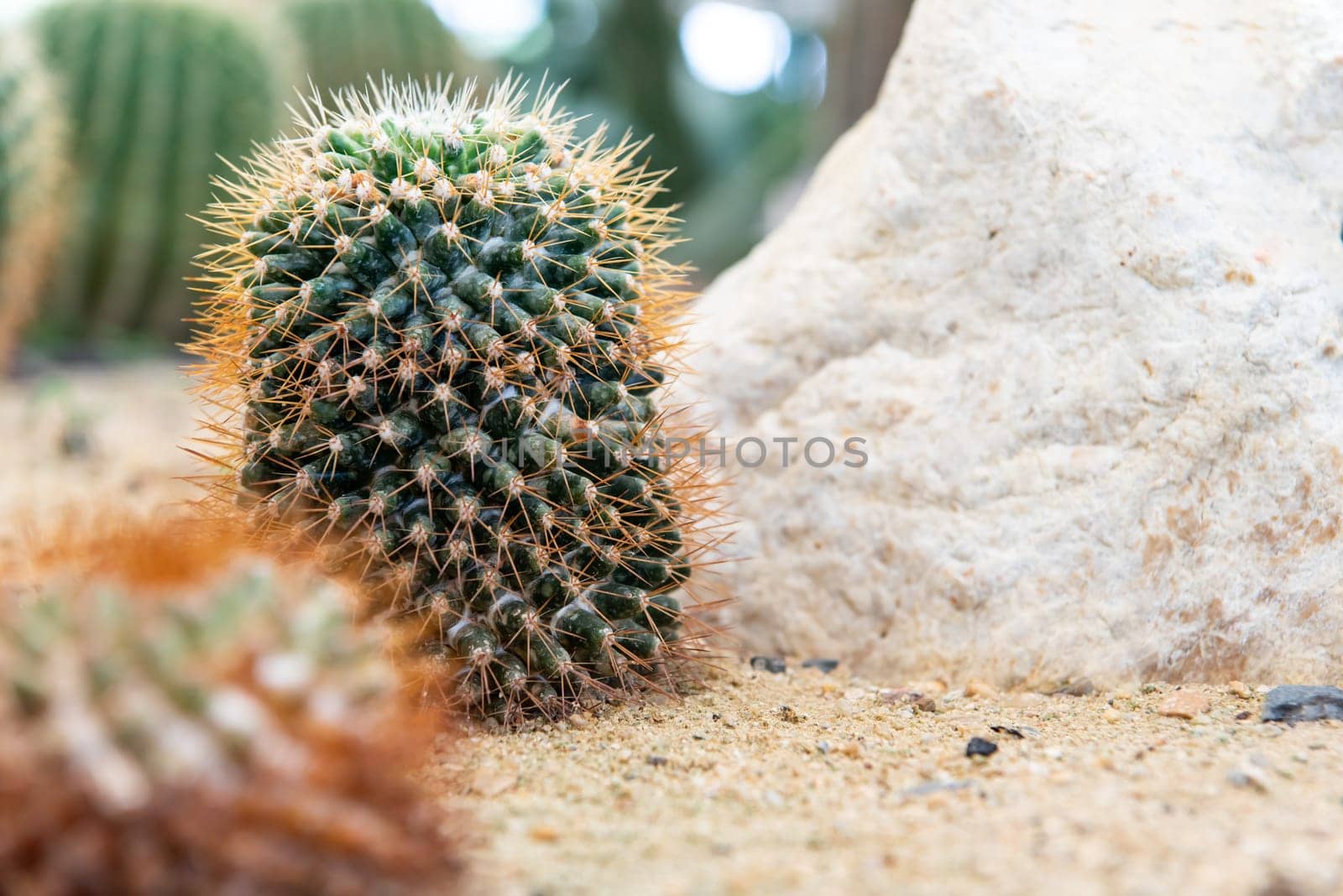 Cactus (Gymno ,Gymnocalycium) and Cactus flowers in cactus garden many size and colors popular use for decorative in house or flower shop