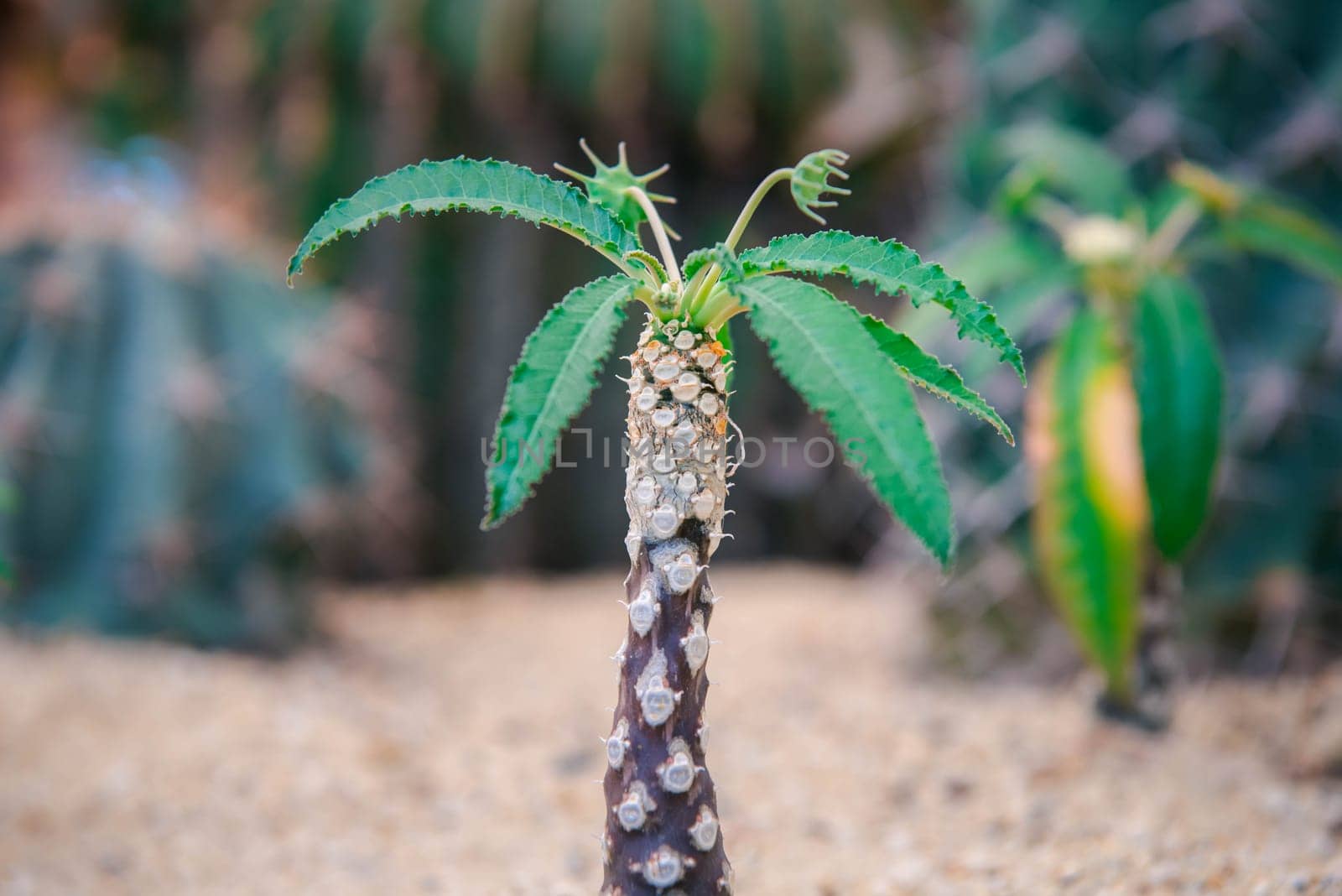 Cactus and Cactus flowers popular for decorative by PongMoji