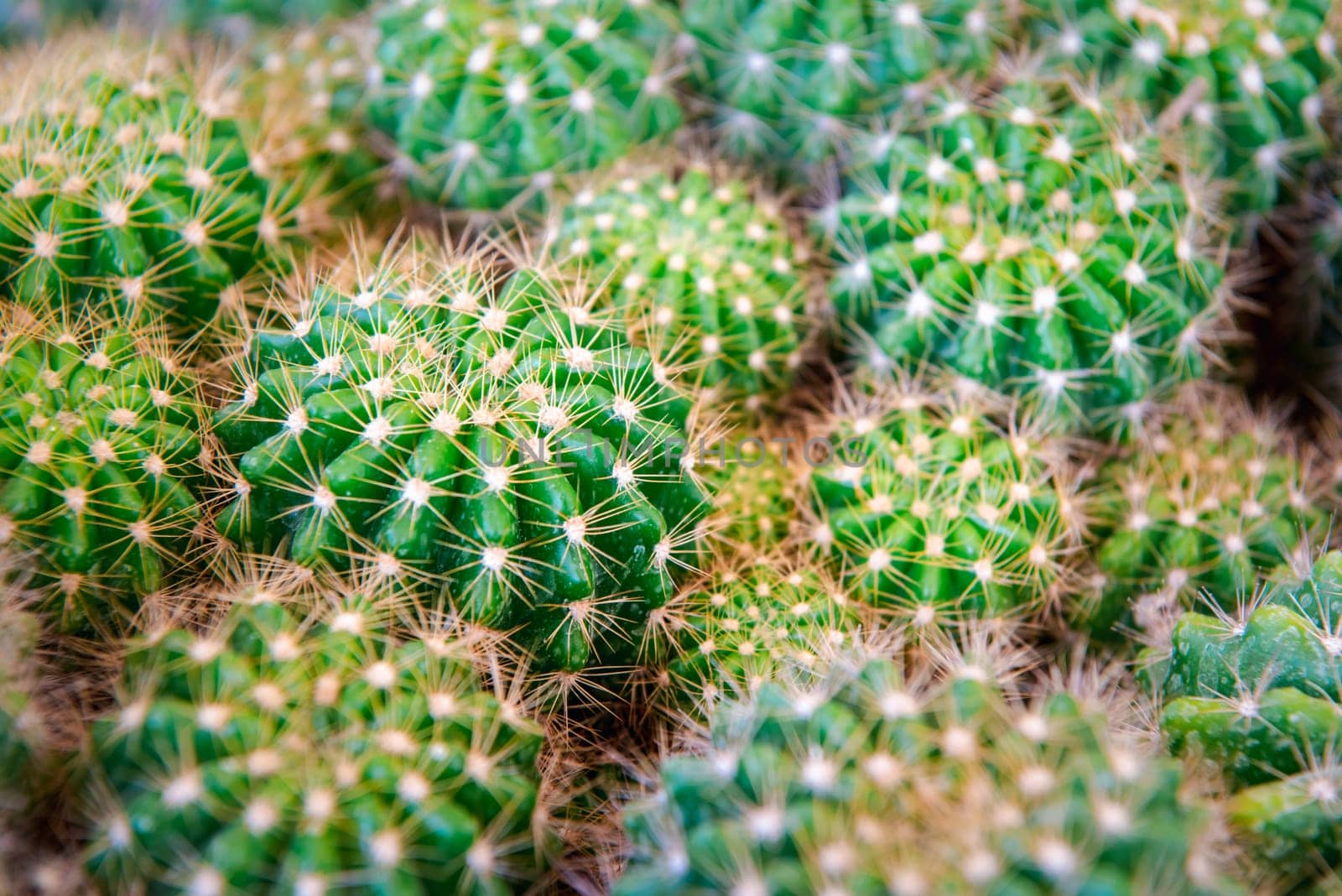 Cactus (Gymno ,Gymnocalycium) and Cactus flowers in cactus garden many size and colors popular use for decorative in house or flower shop