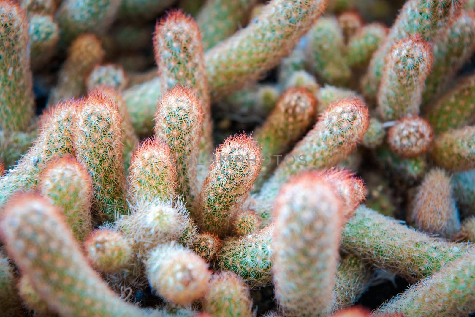 Cactus (Gymno ,Gymnocalycium) and Cactus flowers in cactus garden many size and colors popular use for decorative in house or flower shop