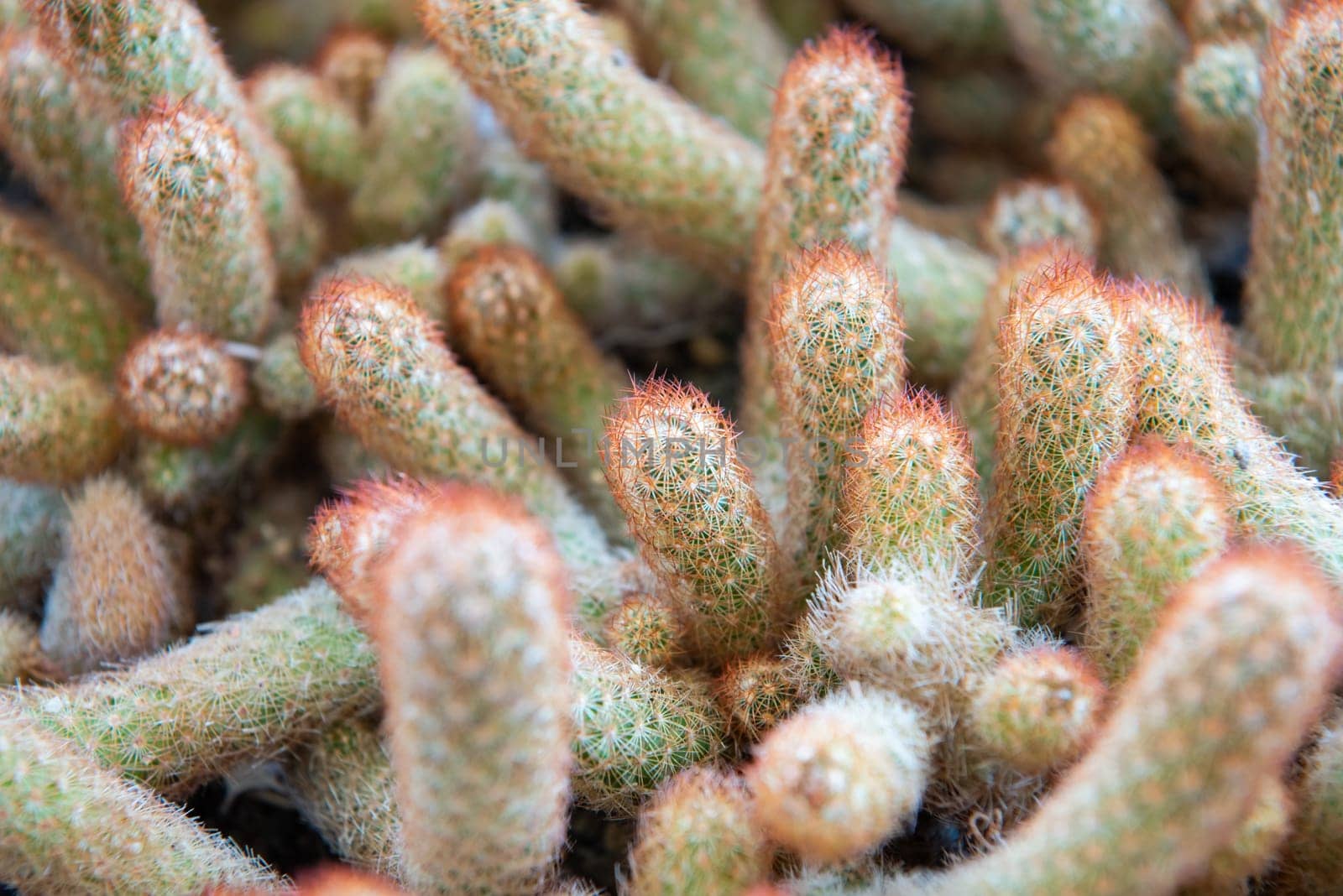 Cactus (Gymno ,Gymnocalycium) and Cactus flowers in cactus garden many size and colors popular use for decorative in house or flower shop