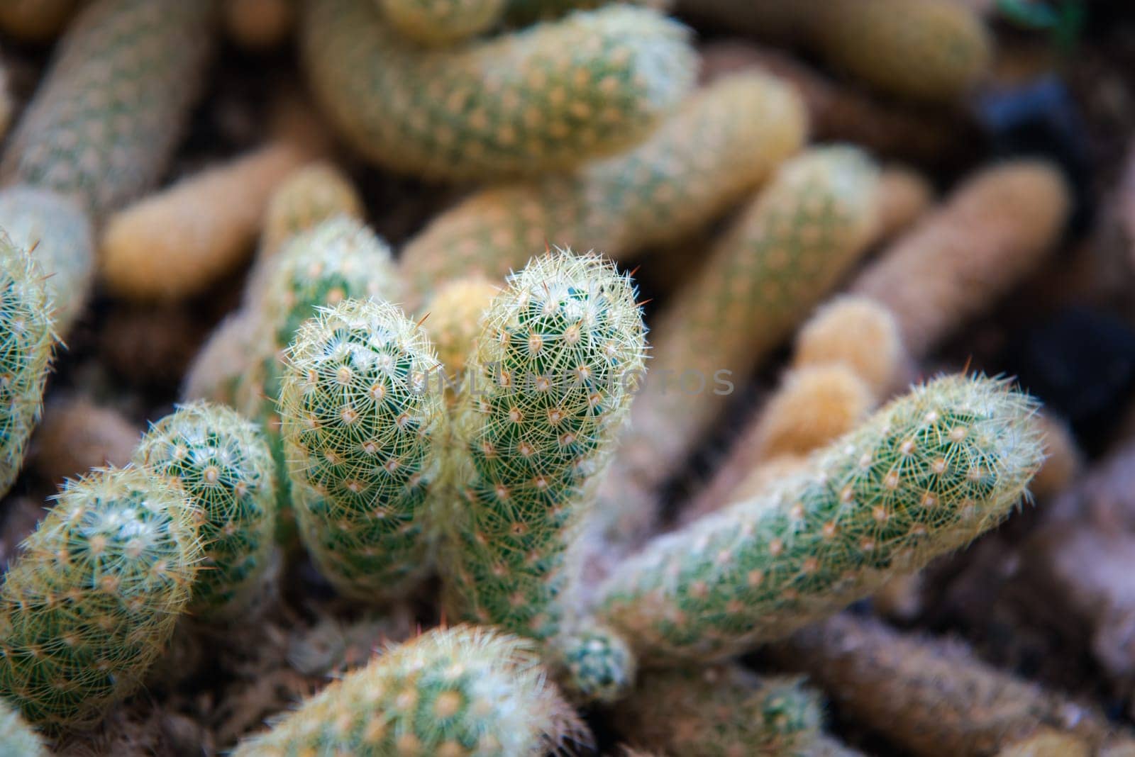 Cactus (Gymno ,Gymnocalycium) and Cactus flowers in cactus garden many size and colors popular use for decorative in house or flower shop