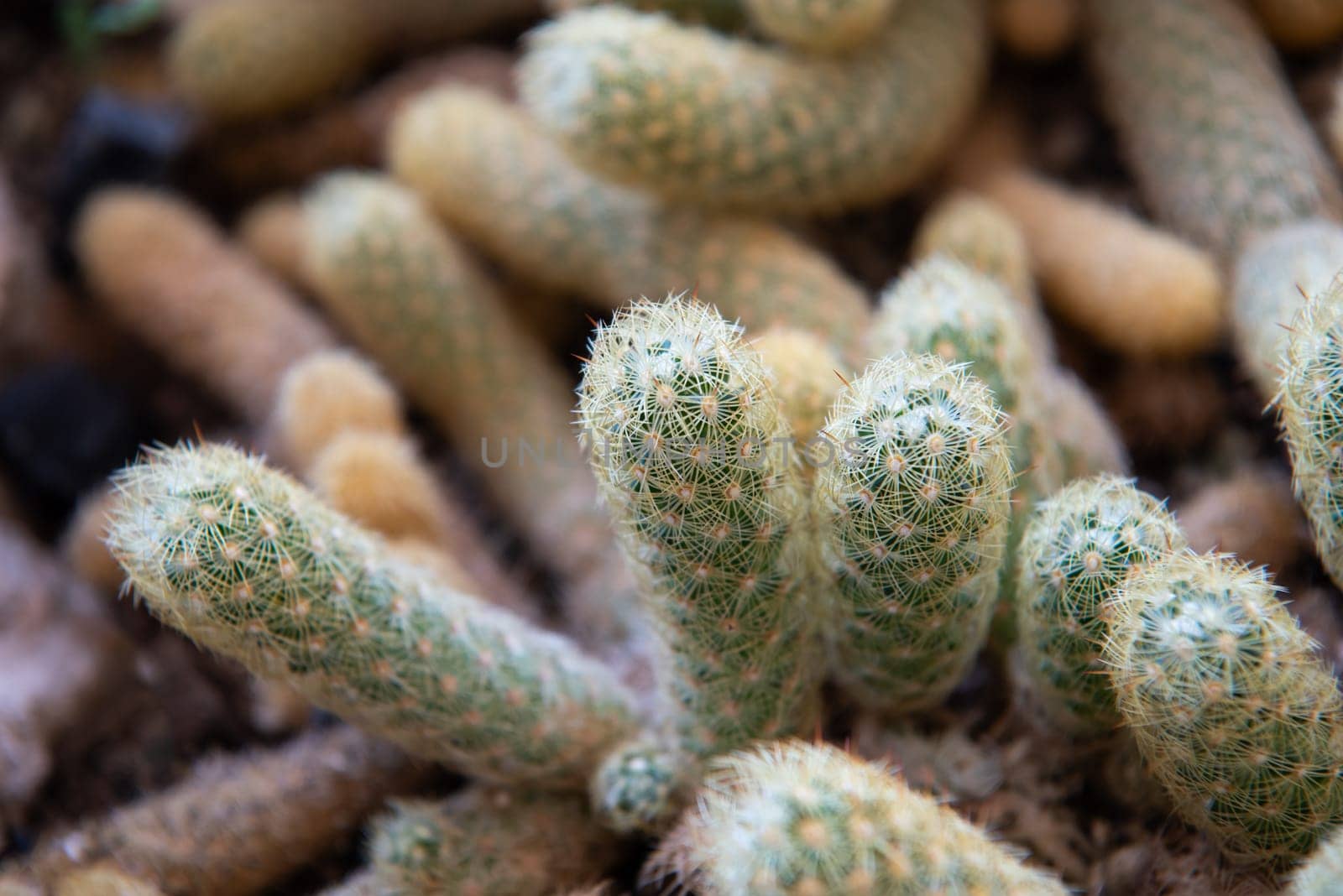 Cactus and Cactus flowers popular for decorative by PongMoji