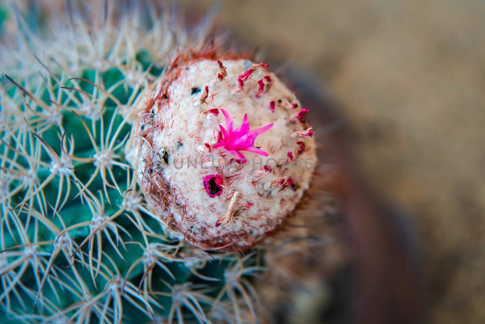 Cactus and Cactus flowers popular for decorative by PongMoji