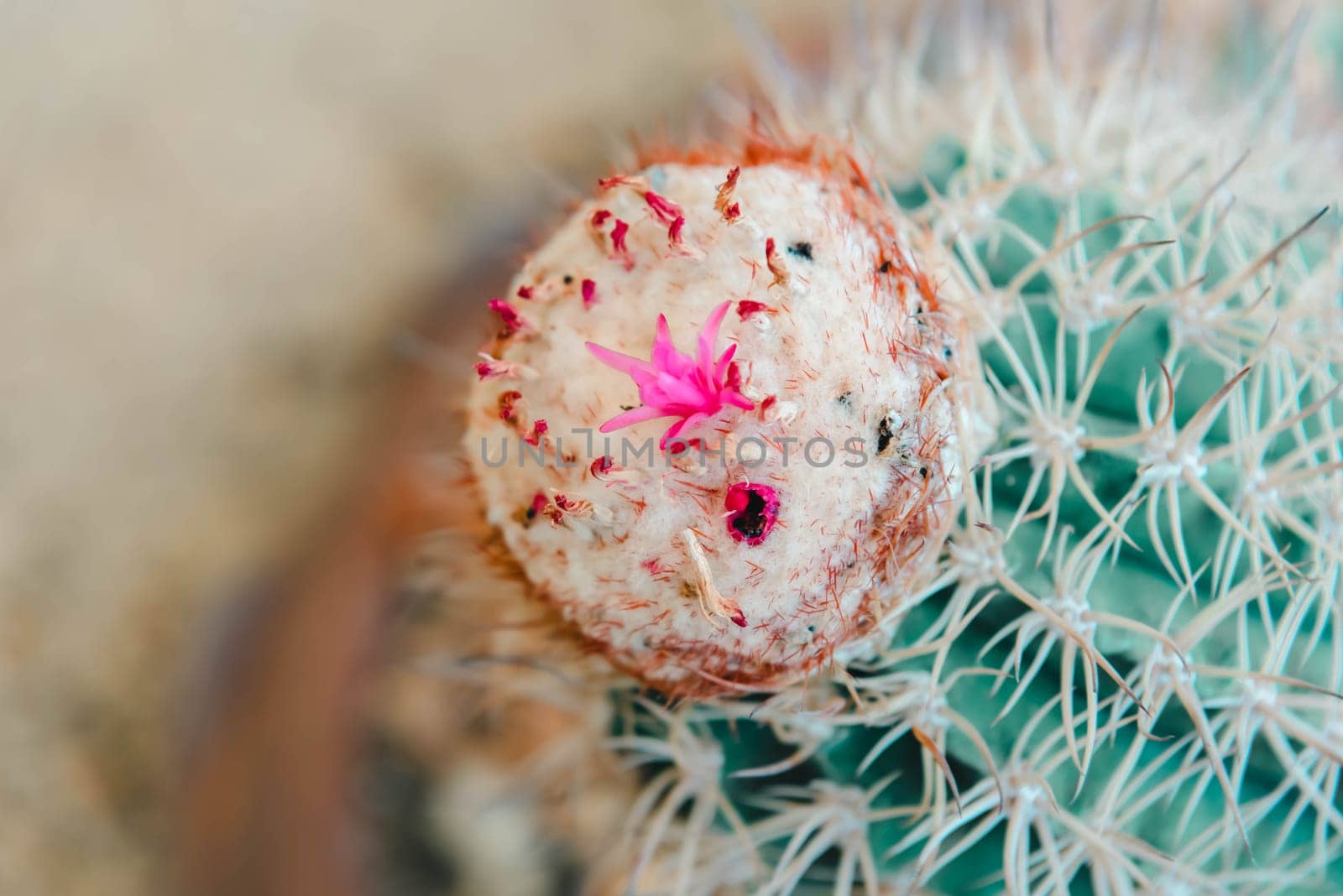 Cactus and Cactus flowers popular for decorative by PongMoji