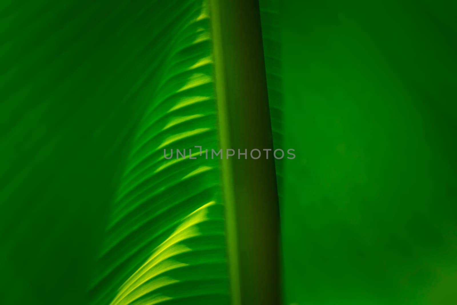 Greenery background nature plant and leaf (Banana) by PongMoji