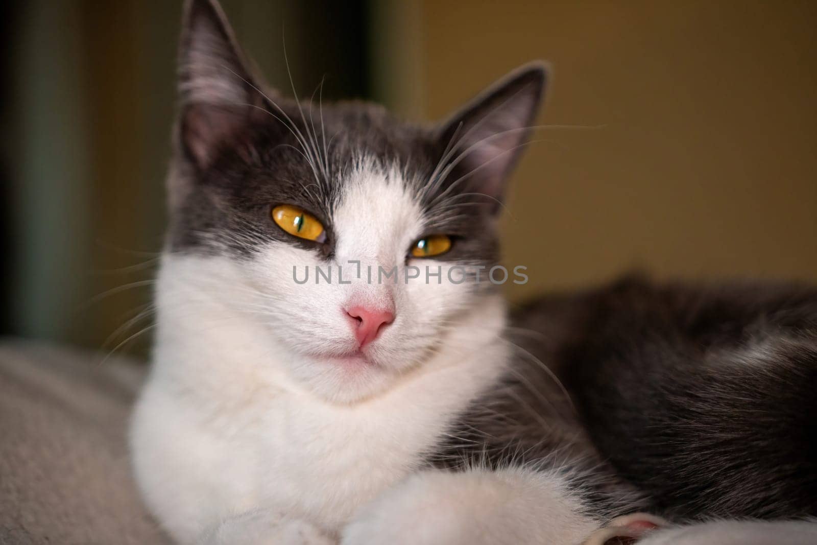 cat with a pink nose and yellow eyes is laying on a bed. The cat appears to be relaxed and comfortable