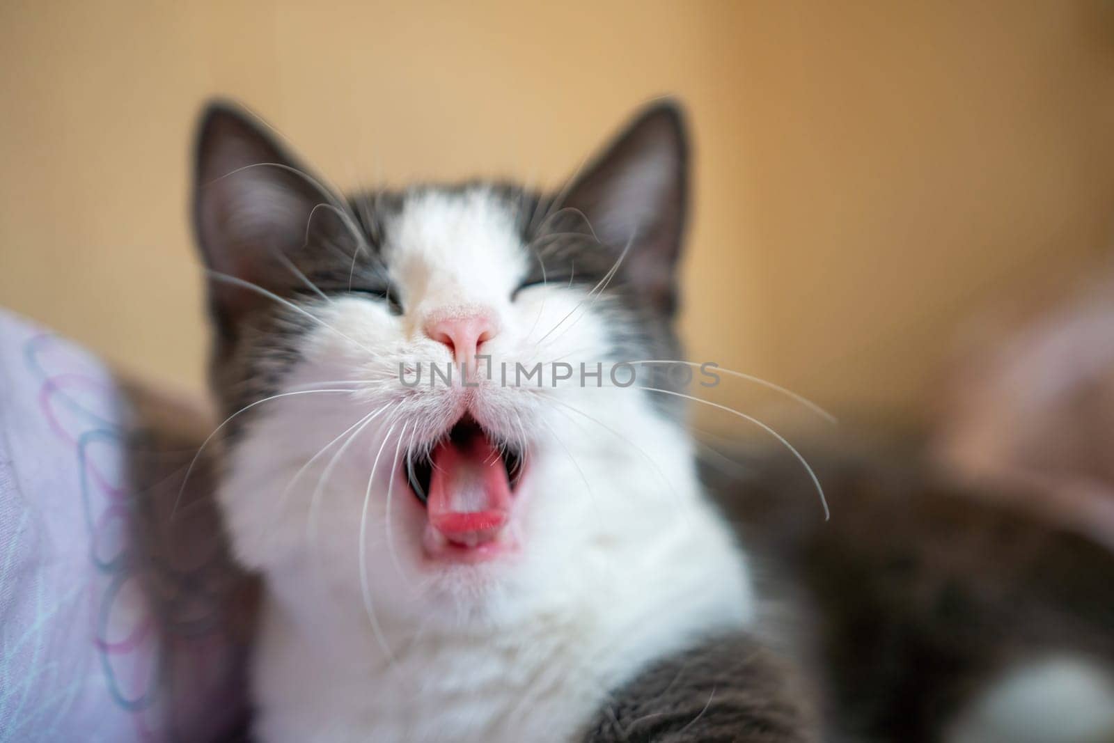 A cat is yawning and has its mouth open. The cat is on a bed and is looking at the camera