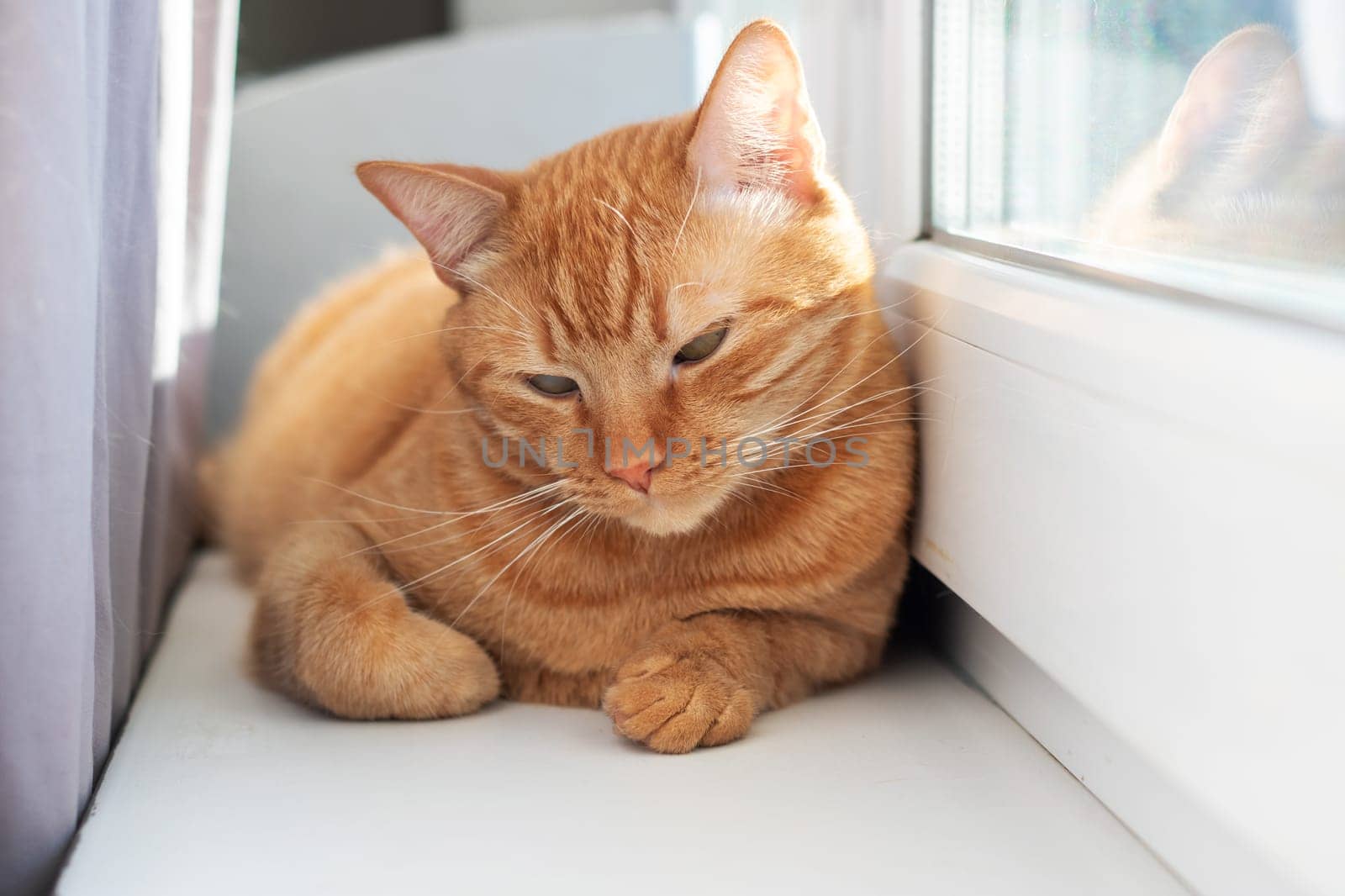 A small to mediumsized Felidae, the orange cat with fawn fur is laying on a window sill, gazing out the window with its whiskers twitching in comfort