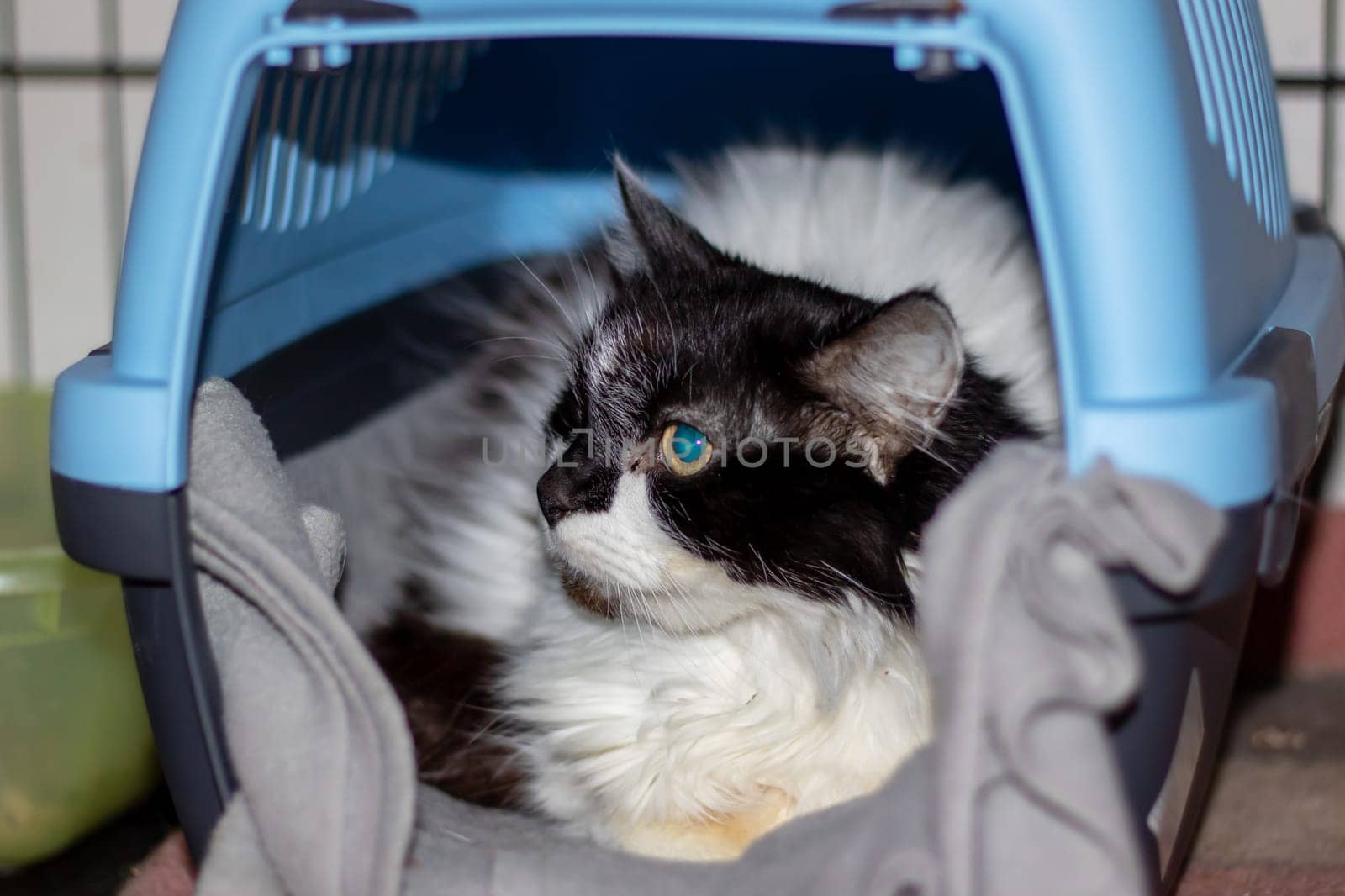 A Felidae, small to mediumsized cat with black and white fur is inside a blue carrier in a vehicle. It is a carnivorous mammal with whiskers