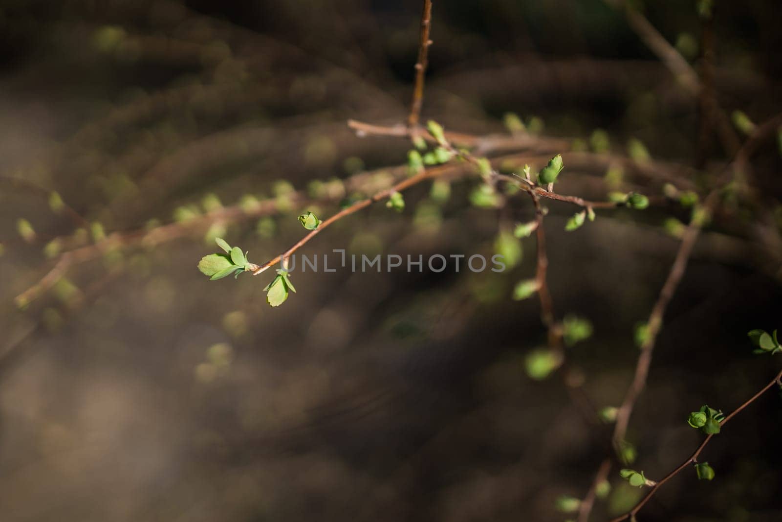 Branches of trees and bushes with buds and first leaves in spring. Copy space and empty space for advertising background by Satura86