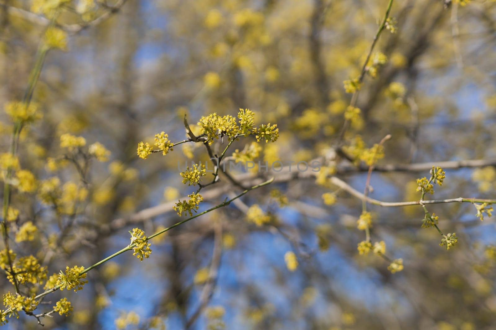 The first spring gentle flower buds and branches. Copy space and empty space for advertising background by Satura86