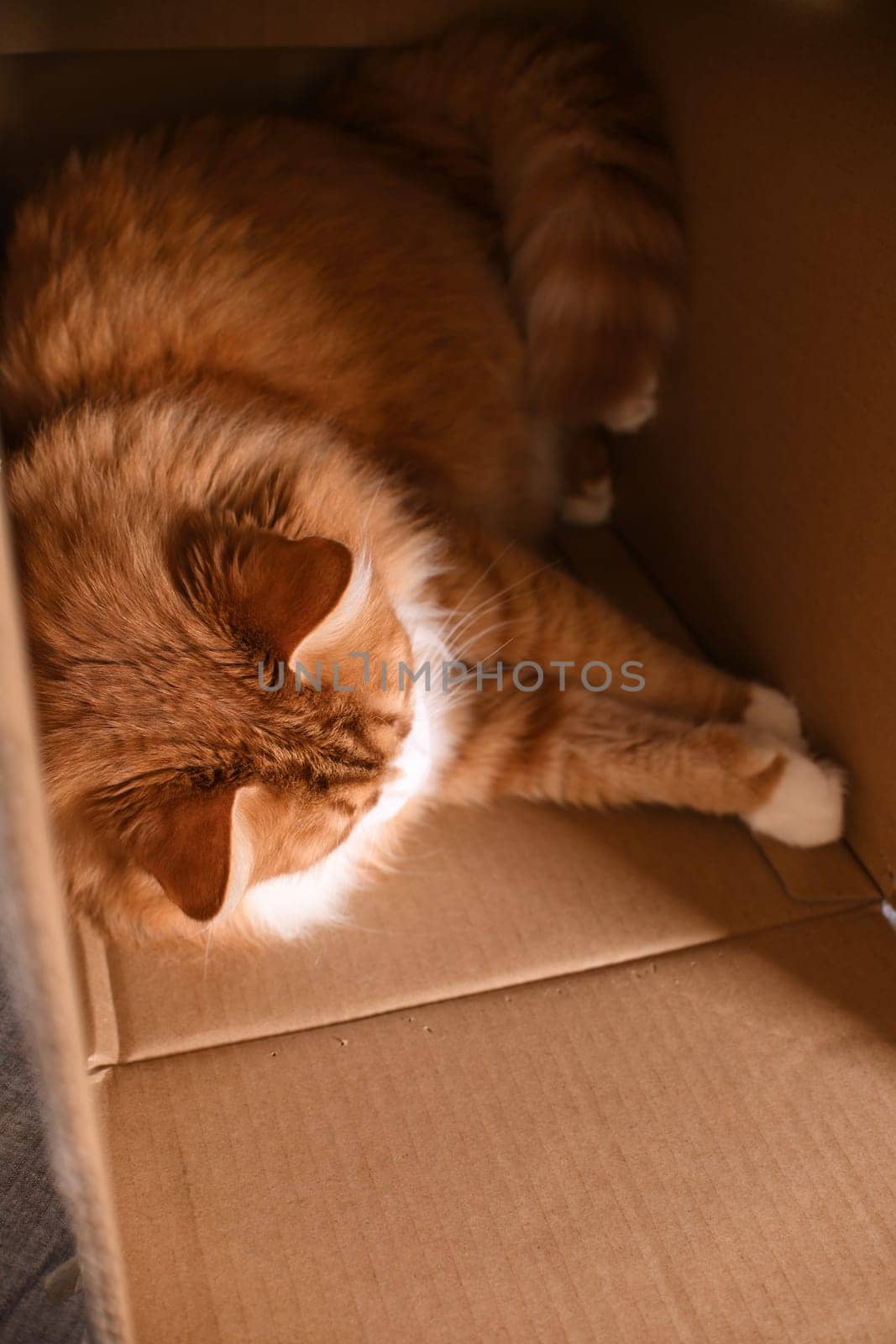 Red cat lies in a cardboard box by Apolonia