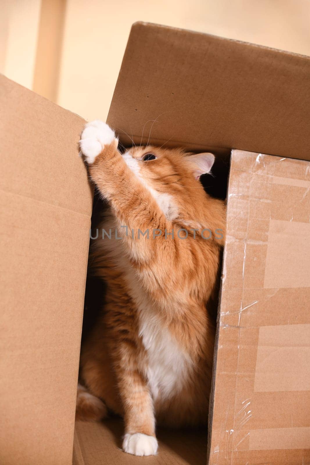 Cat in a cardboard box by Apolonia