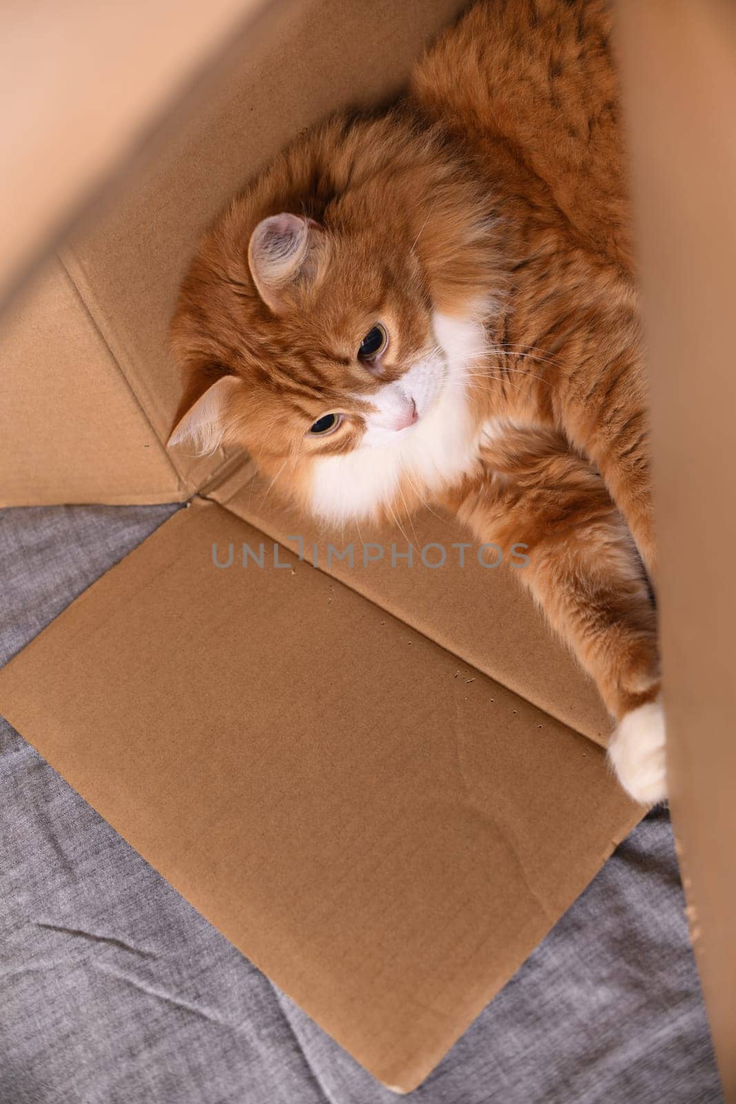 Red cat lies in a cardboard box by Apolonia