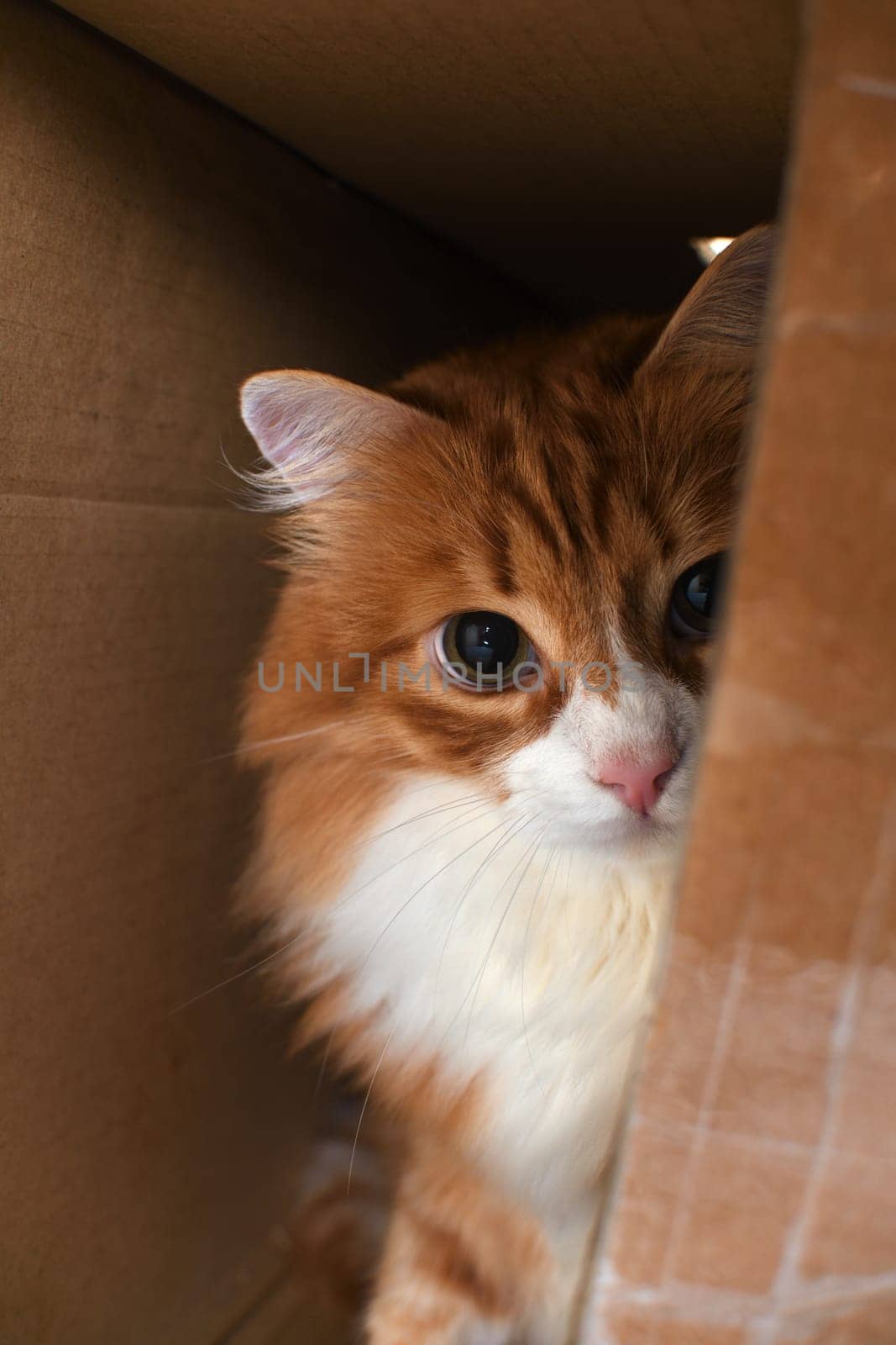 A red cat hidden in a cardboard box carefully and warily watches the target from a hiding place.