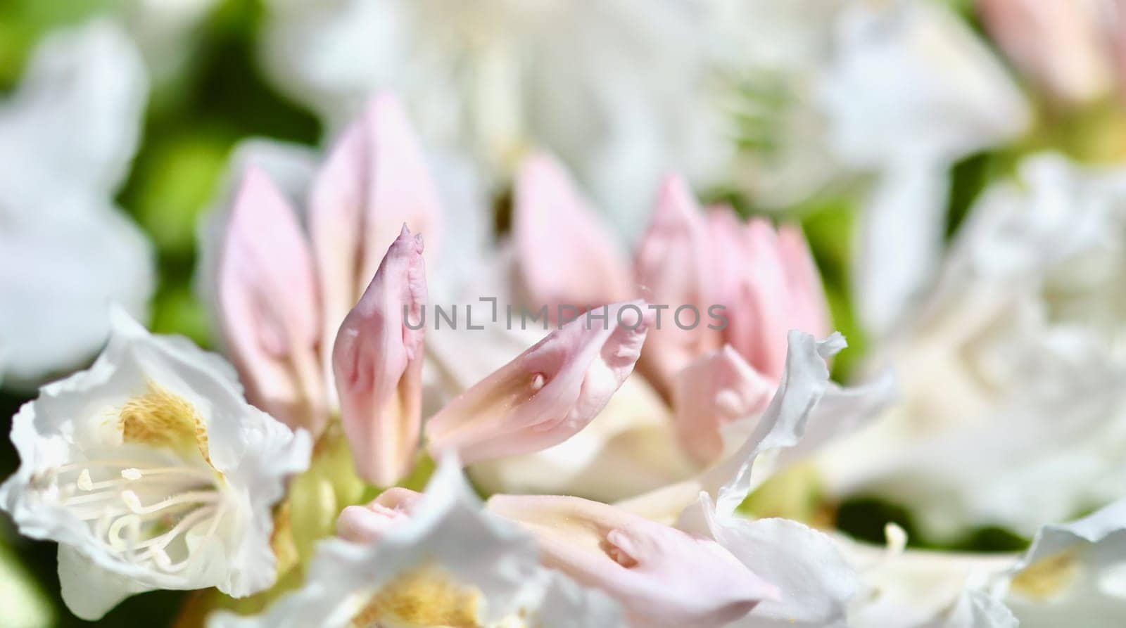 Opening of beautiful white flower buds of Rhododendron Cunningham's White in spring garden. Gardening concept