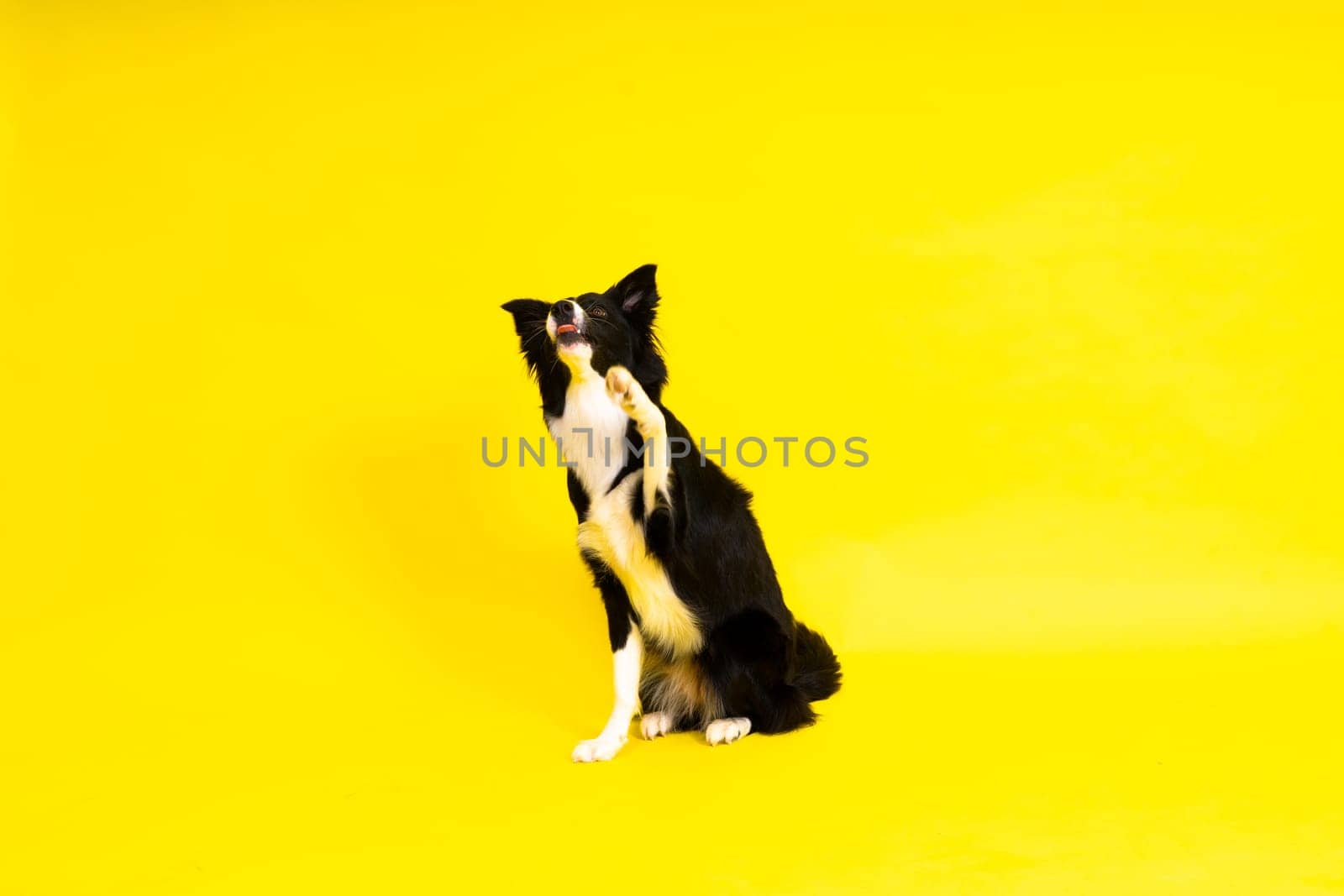 Close-up of Border Collie, 1.5 years old, looking at camera against red and yellow background by Zelenin