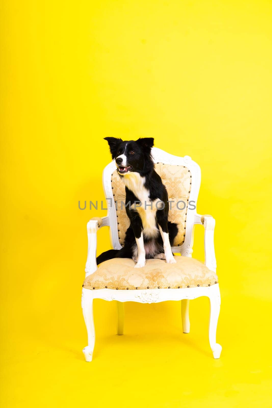 Close-up of Border Collie, 1.5 years old, looking at a camera against red and yellow background