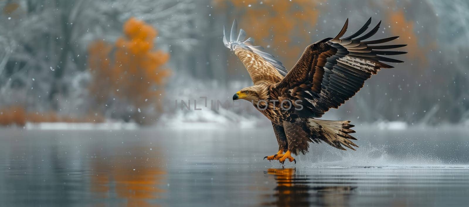 a bald eagle is flying over a body of water by richwolf