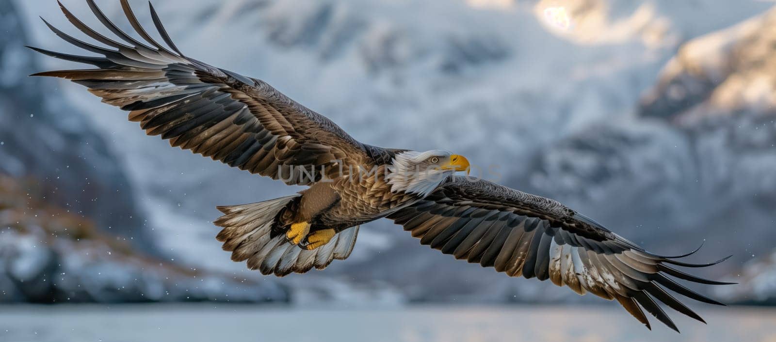 A Bird of prey from the family Accipitridae, the Bald Eagle with its powerful beak and wings is soaring over the body of water