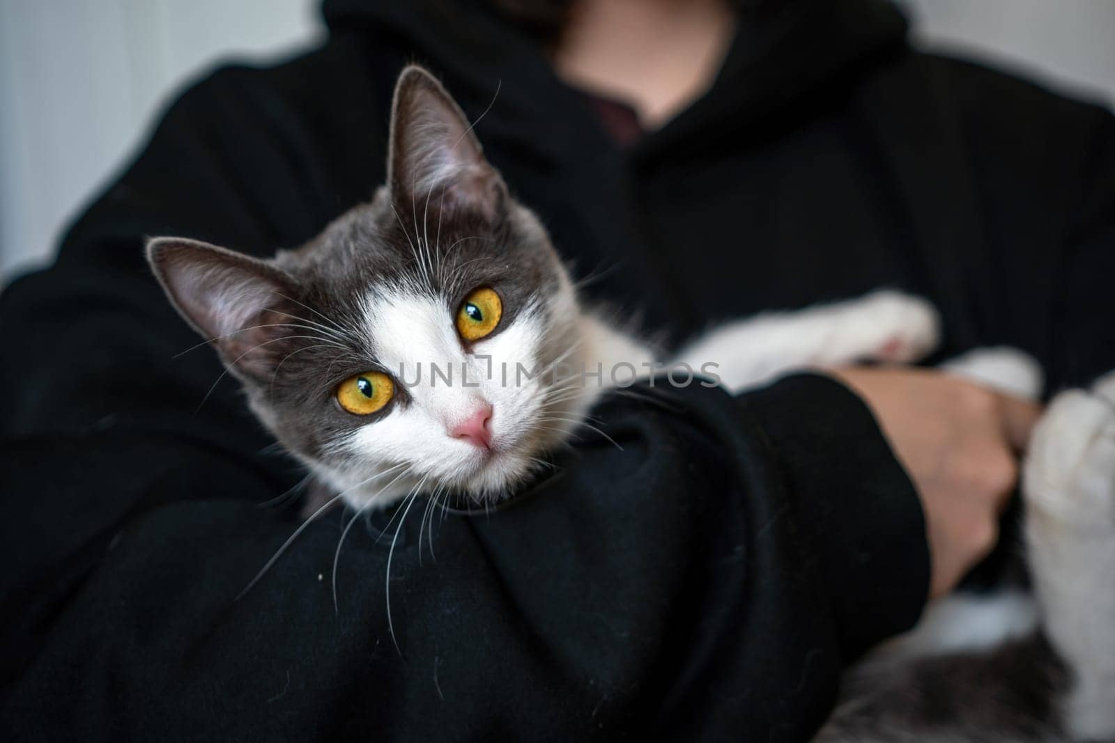 A woman is holding a kitten in her arms. The kitten is gray and white. The woman is wearing a black hoodie