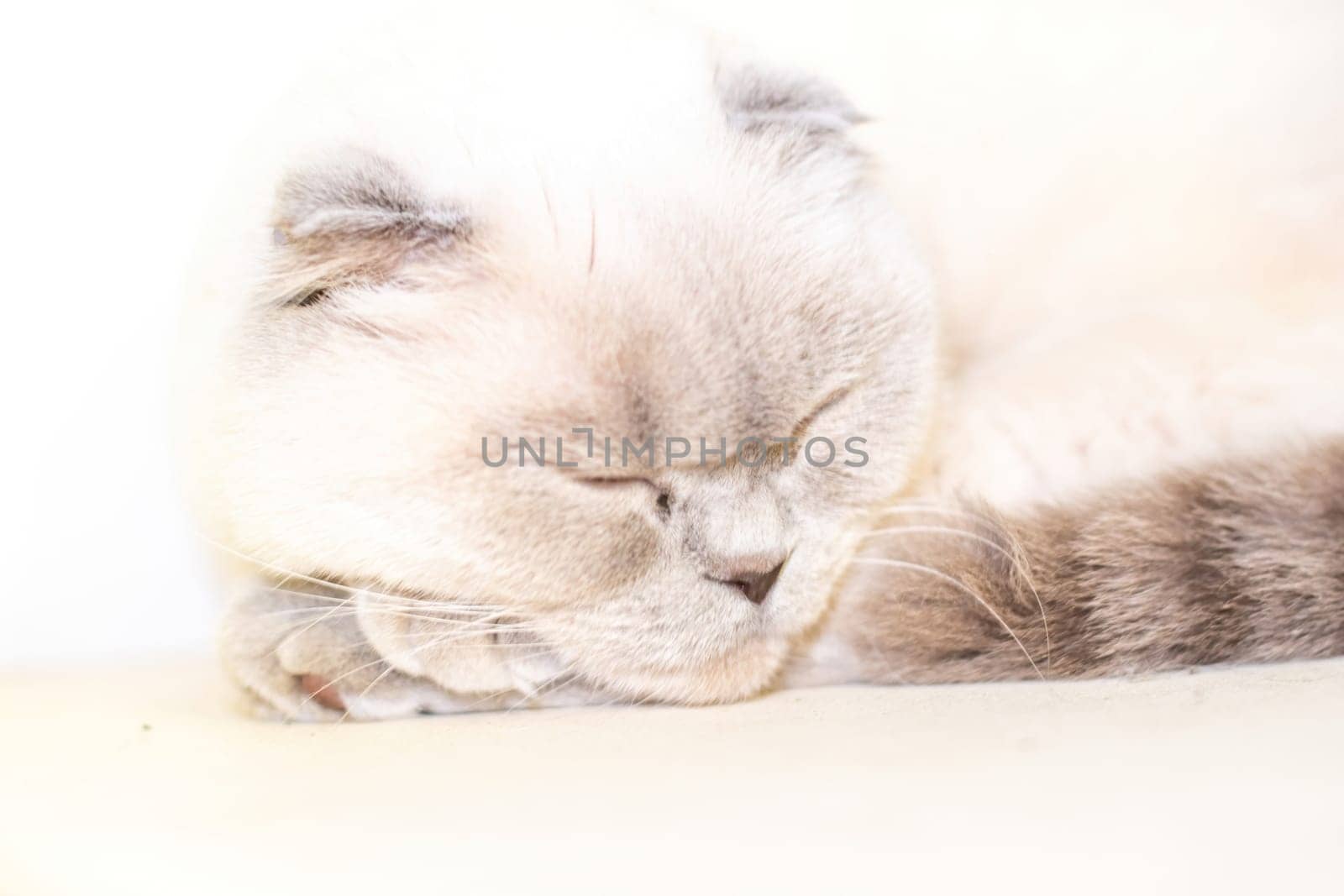 A cat is sleeping on a white couch. The cat is white and has a gray face. The cat is curled up and he is very relaxed