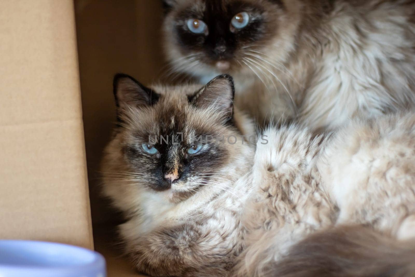 Two Siamese cats lounging in a small cardboard box by Vera1703