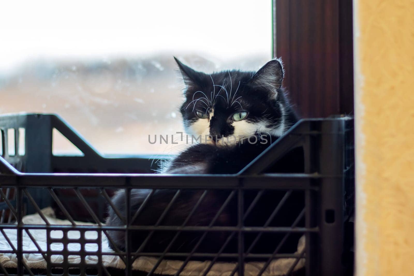 A domestic shorthaired black and white Cat with whiskers and a tail is lounging in a plastic crate by the window, resembling a small to mediumsized Felidae carnivore, overlooking the sky