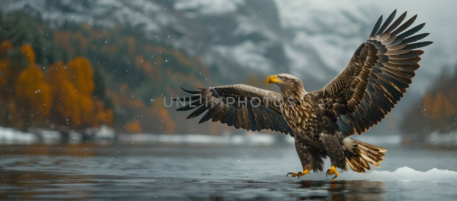Accipitridae bird of prey, a bald eagle, flying over a lake with wings spread by richwolf