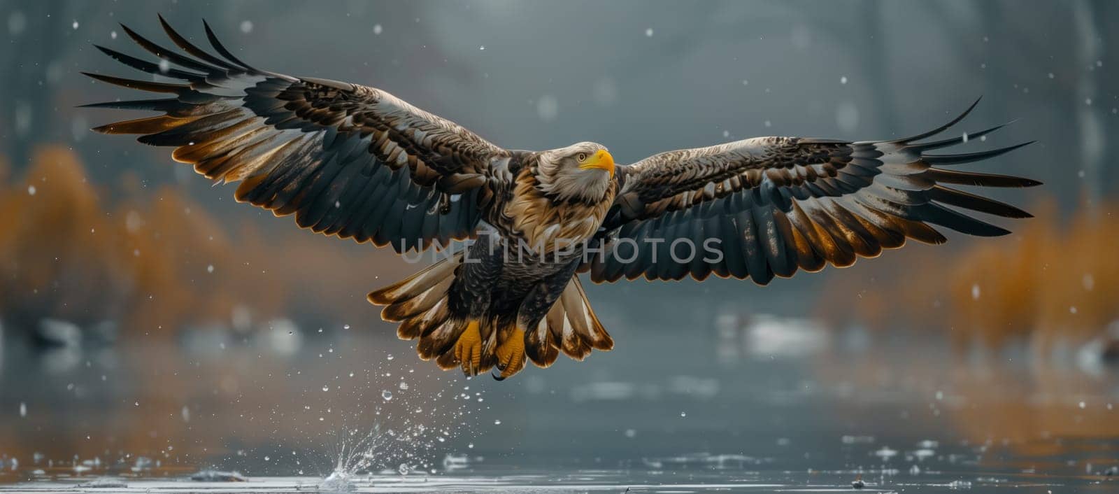 Accipitridae bird, an Eagle, soaring over water in Nature by richwolf