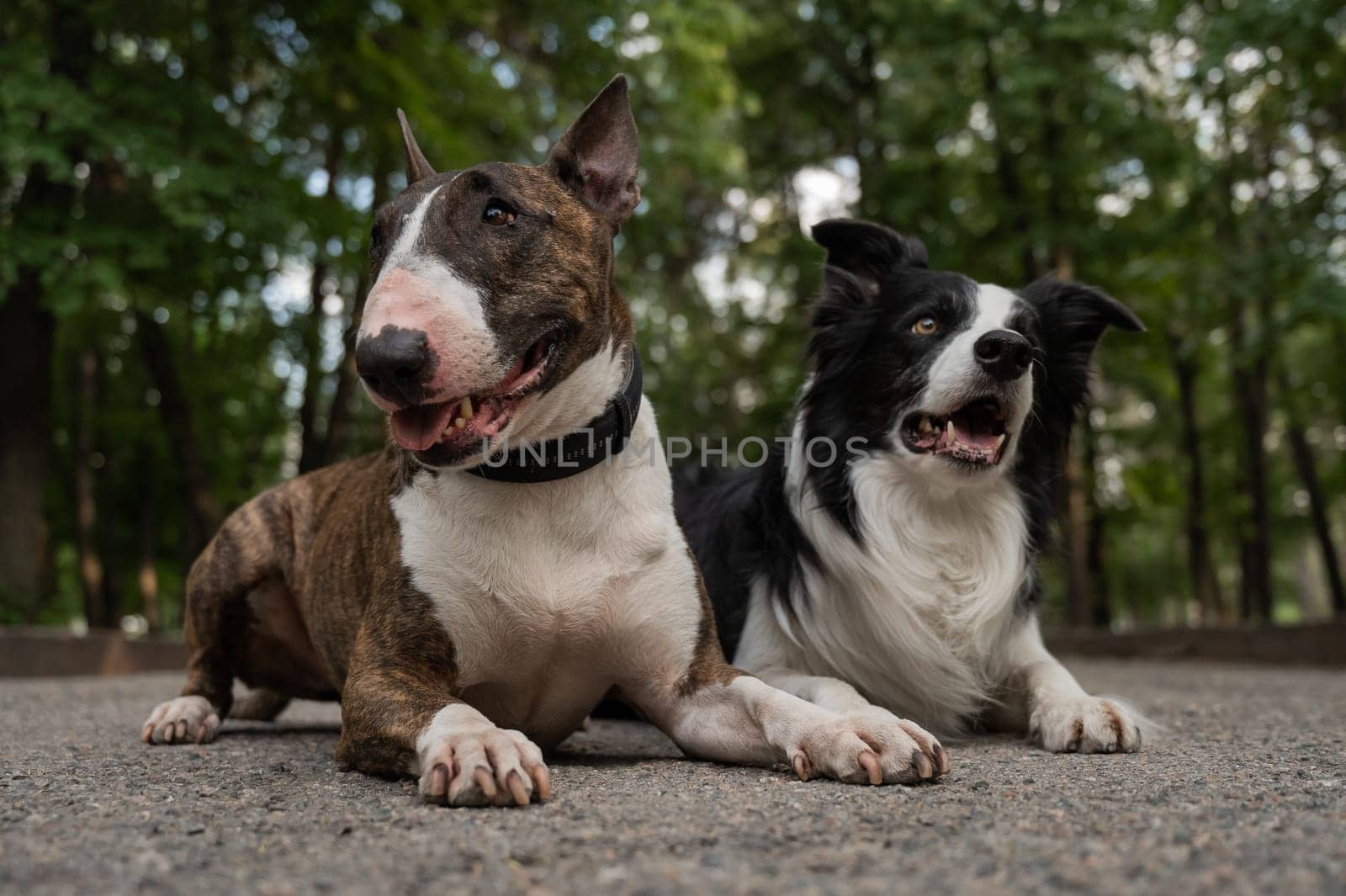 Bull terrier and border collie lie outdoors. Two dogs on a walk. by mrwed54