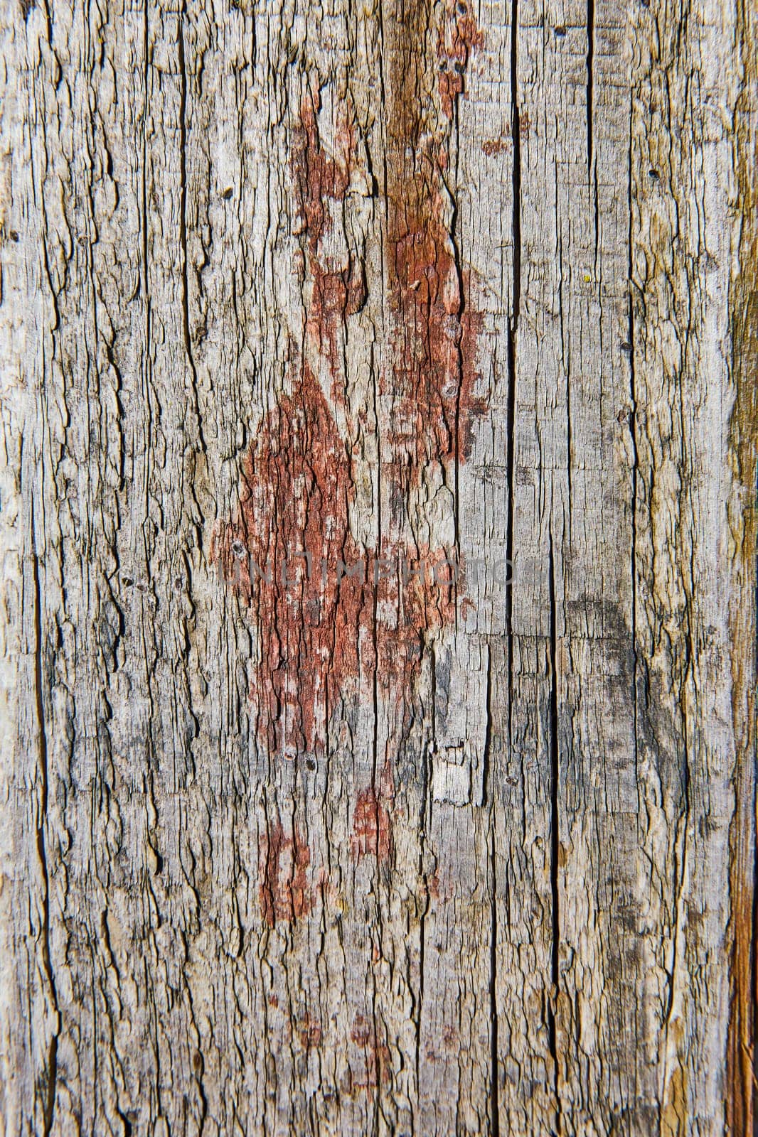 Close-up of weathered barnwood from Spiceland, Indiana, showcasing rich textures and colors of time-worn surface