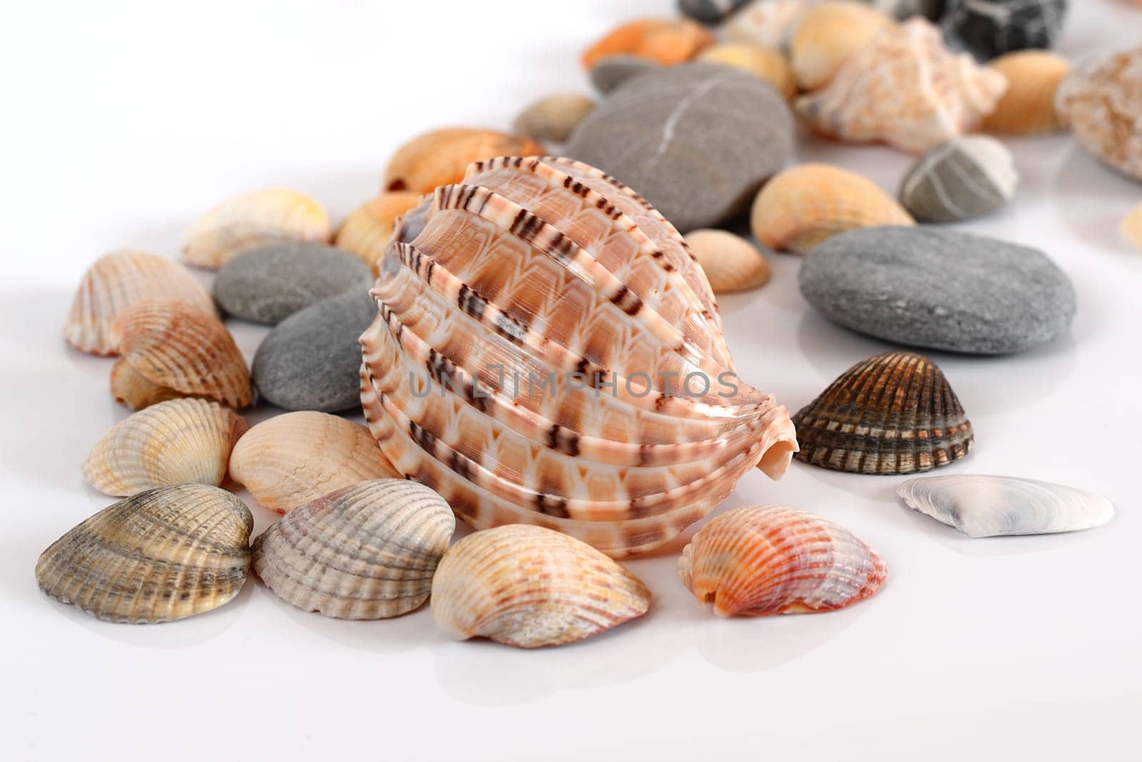 Various shells and pebbles on light background
