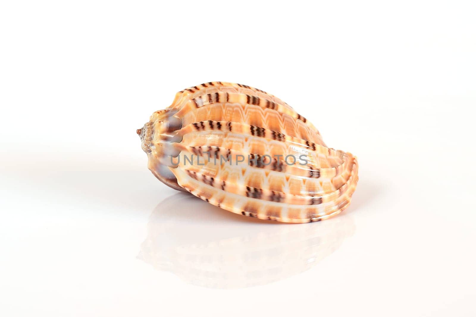 Harpa major shell on light background