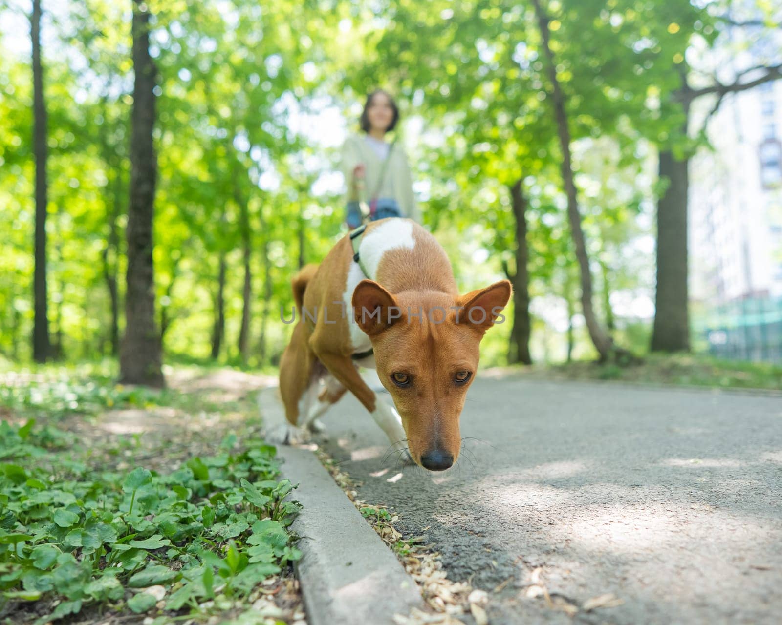A young woman walks with an African basenji dog on a leash in the park. by mrwed54