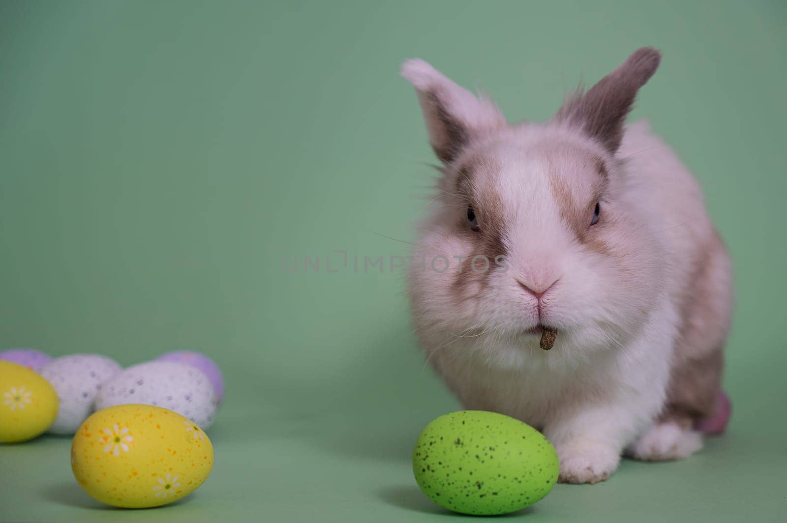 Easter Bunny on a green background with colorful painted eggs