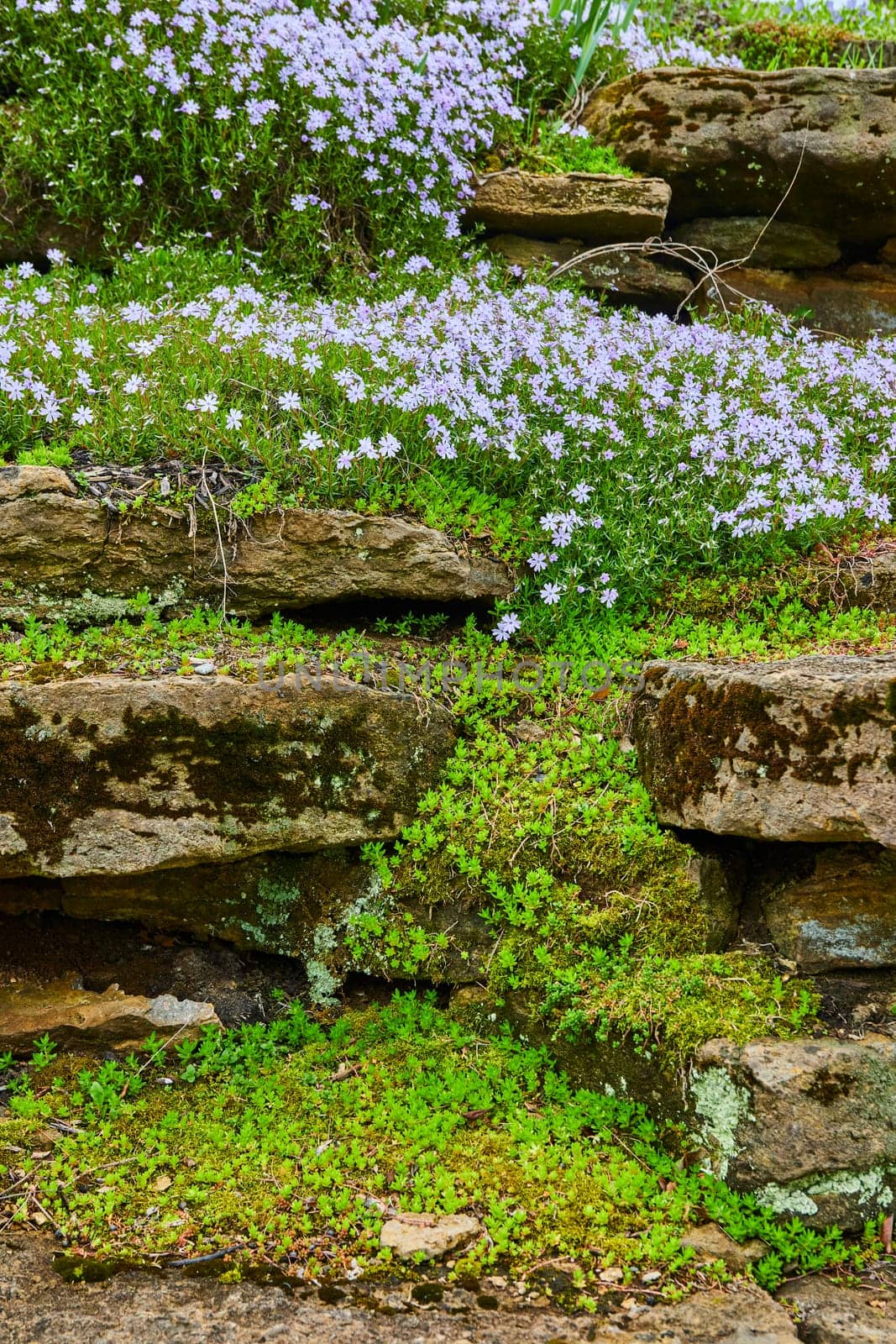 Spring Bloom in Indianapolis - Delicate Violet Flowers and Mossy Stones at Bishop Simon Brute College