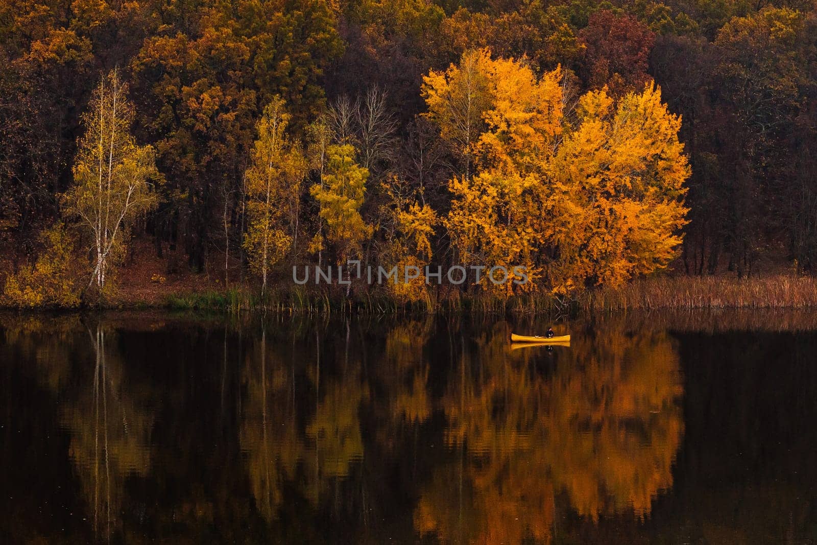 Man in yellow boat on the river in golden autumn, beautiful nature with colorful yellow trees and reflections on the water by OnPhotoUa