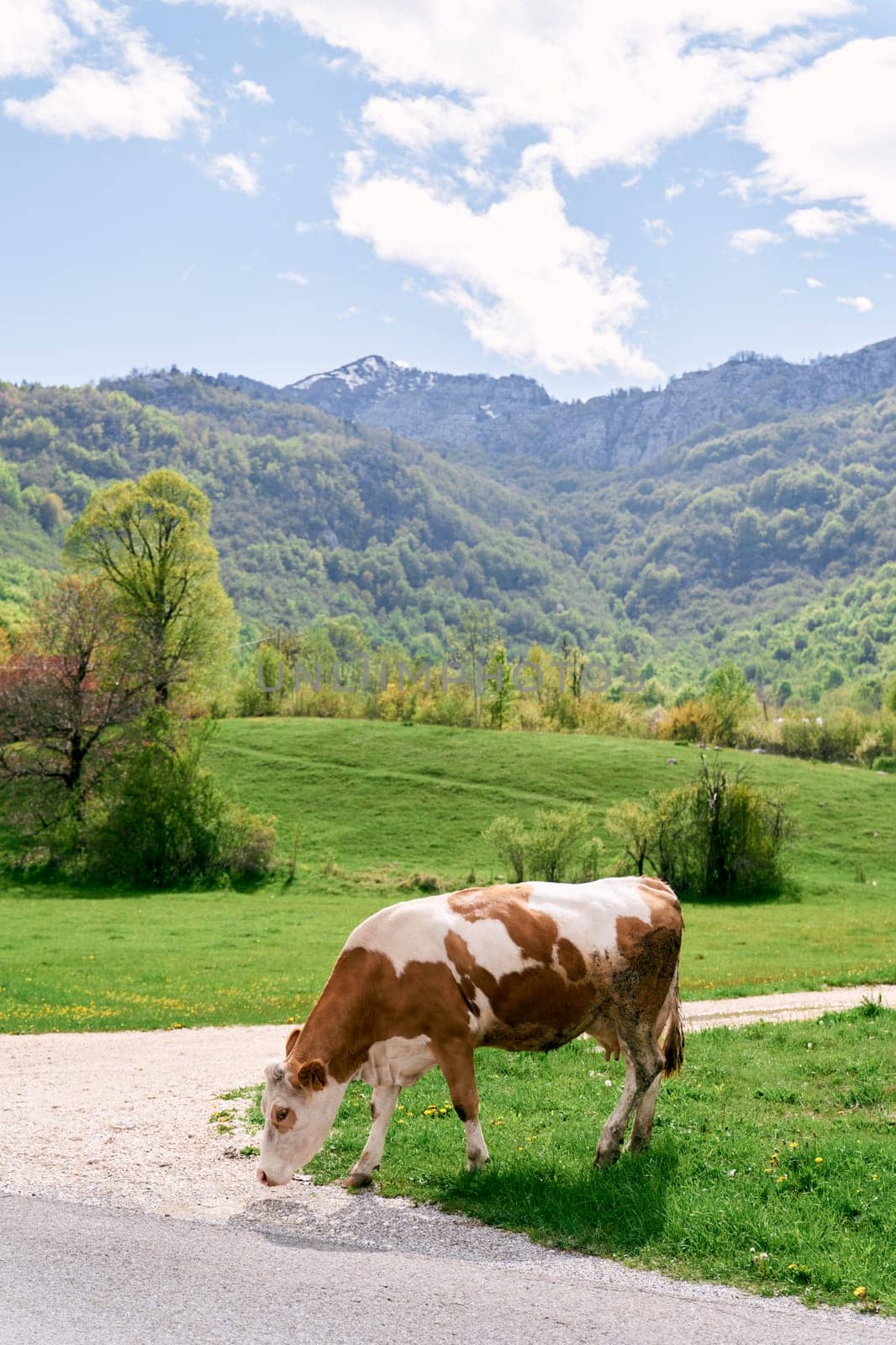 Cow grazes by the side of a country road in a mountain valley. High quality photo