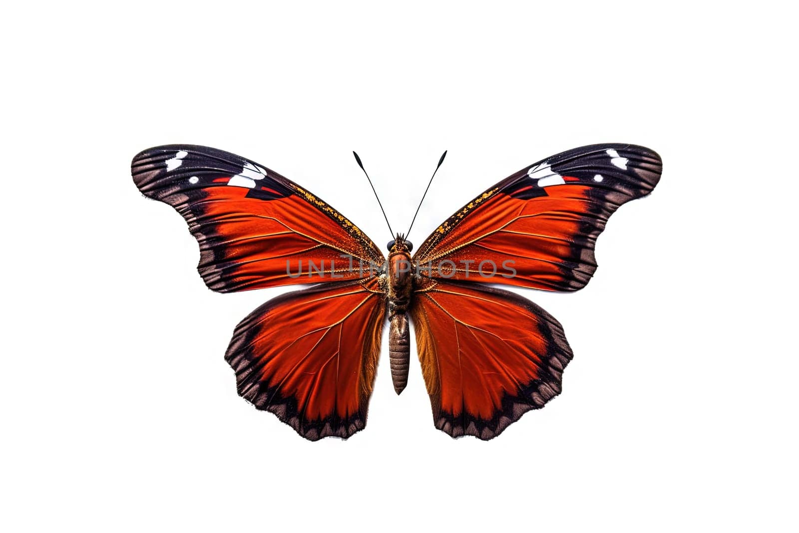 Butterfly with colorful wings isolated on white. Generative AI